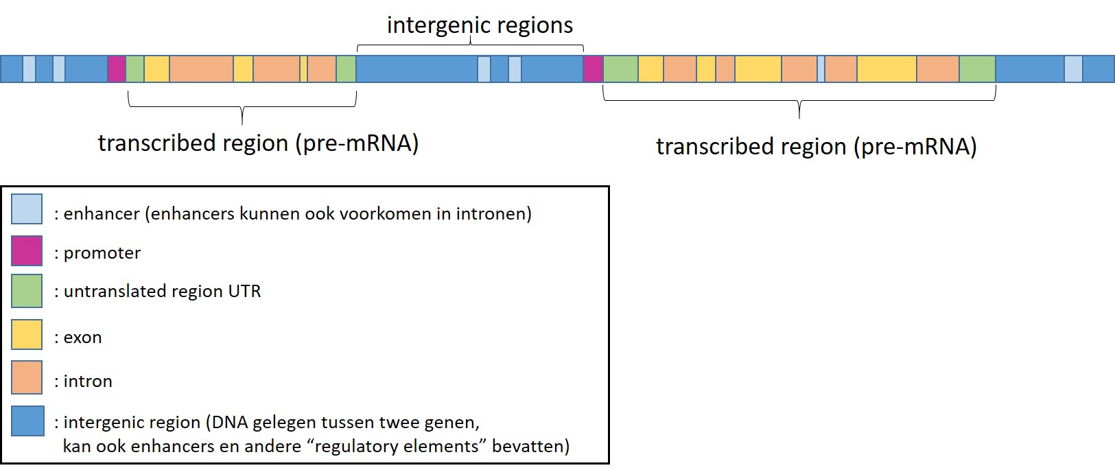 Functional elements of the human genome