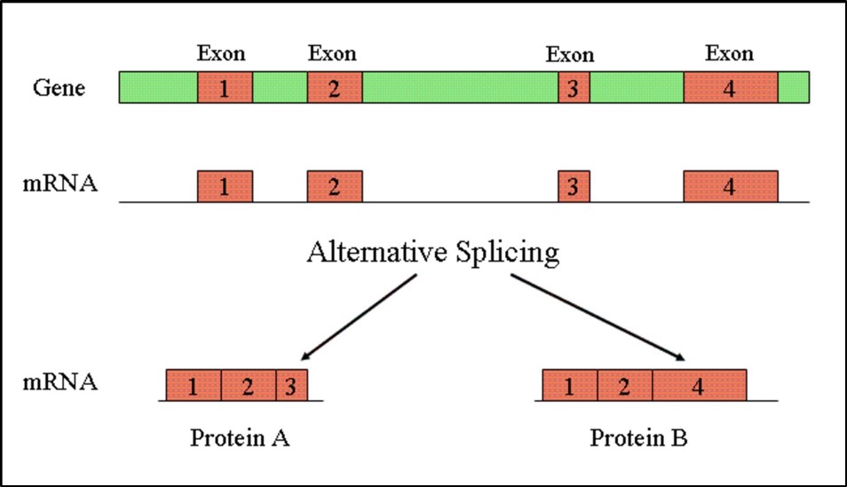 Splicing produces distinct RNA transcripts