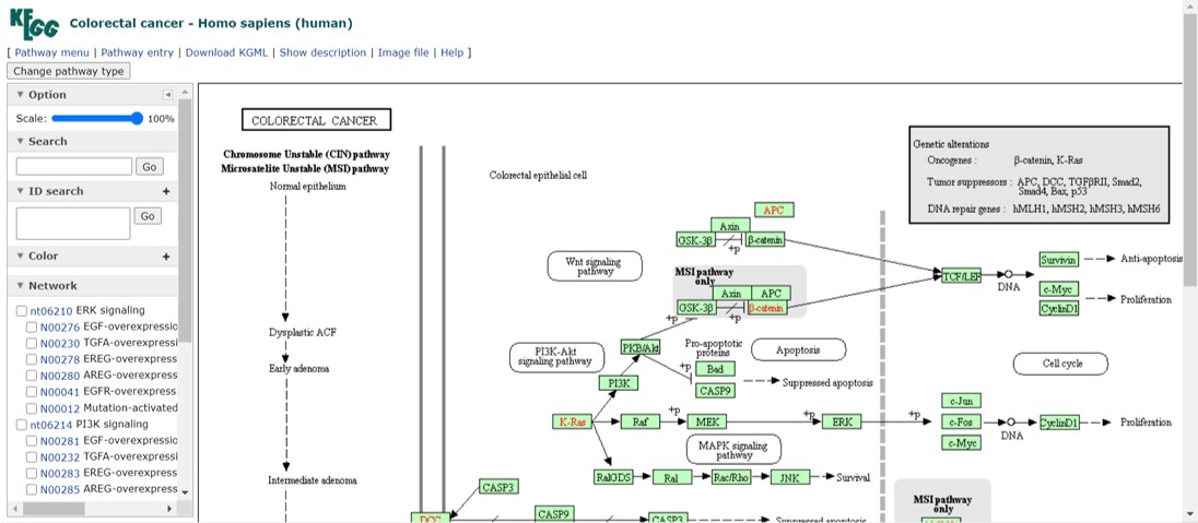 Colorectal cancer pathway map