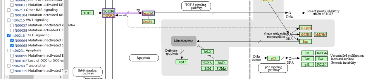 TGFbeta pathway