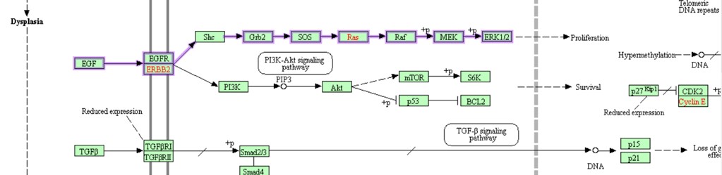 ERB2 pathway in gastric cancer