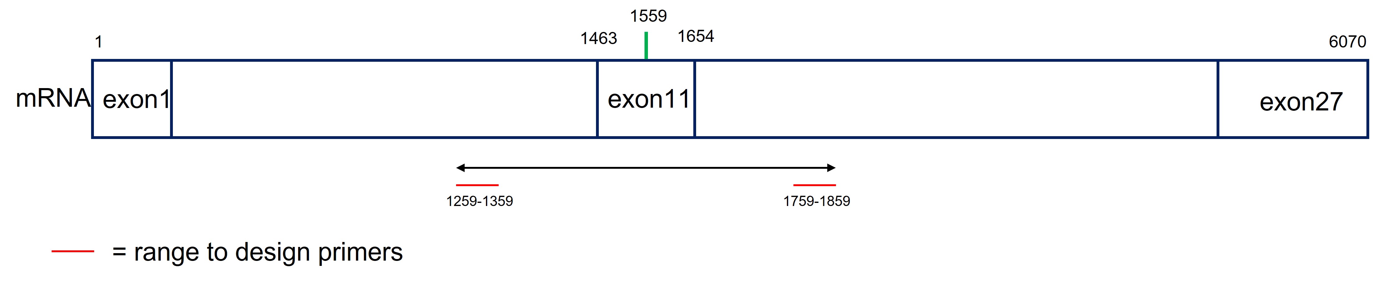 NCBI primer blast range calculation