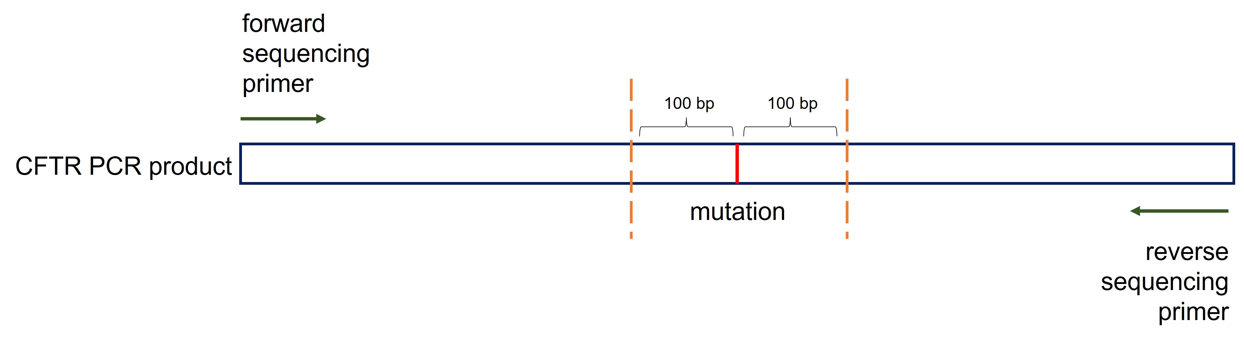 Designing sequencing primers