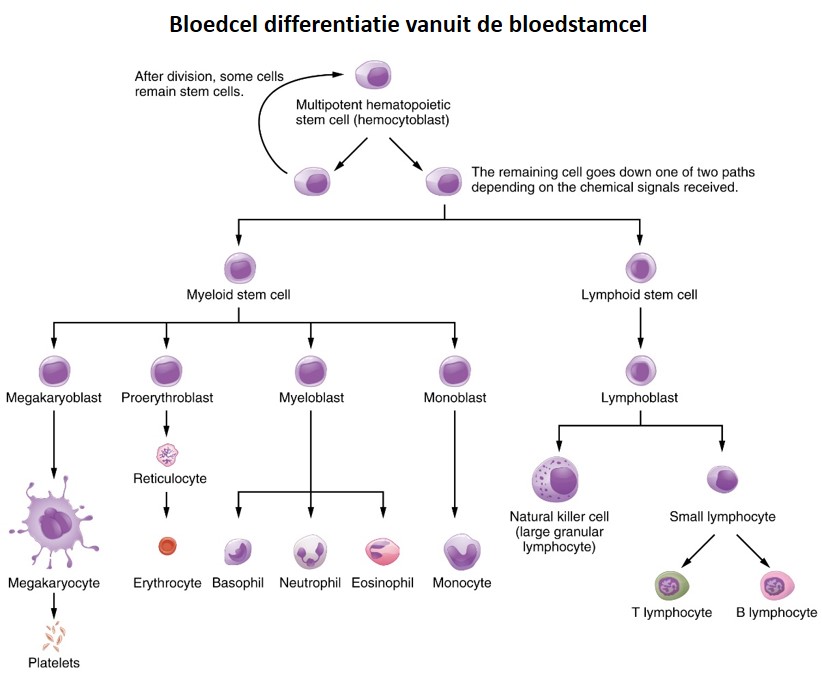 Blood cell differentiation