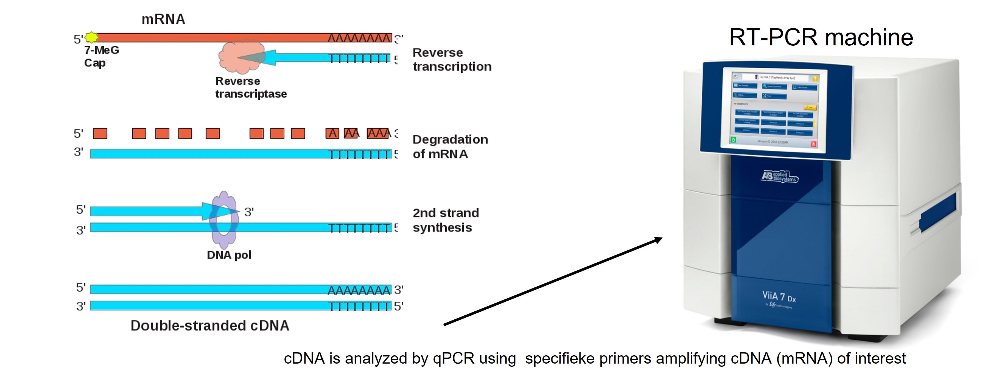 Conversion of mRNA to cDNA