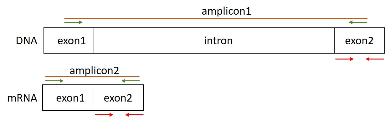 Primer design for gene expression analysis