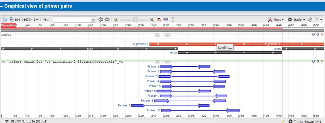 NCBI primer blast output