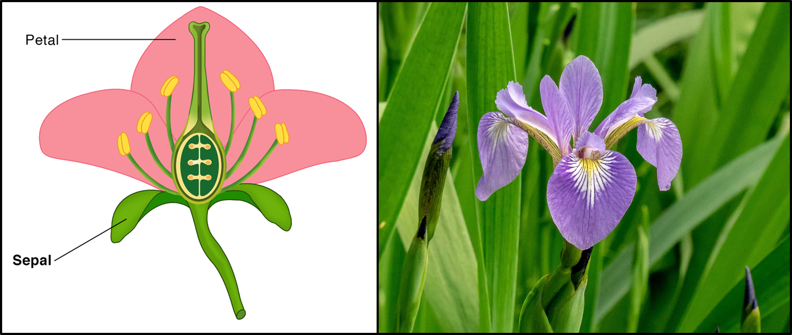 Afbeelding links: Bloemen bestaan uit kelkbladen (sepals) en kroonbladen (petals). Afbeelding rechts: een voorbeeld van een iris uit de dataset, Iris versicolor.