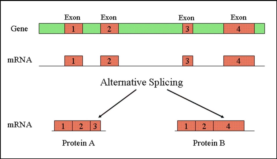 Via het proces alternative splicing ontstaan verschillende transcripten, die elk een andere combinatie van exonen hebben en voor andere eiwitten (isoformen) coderen.