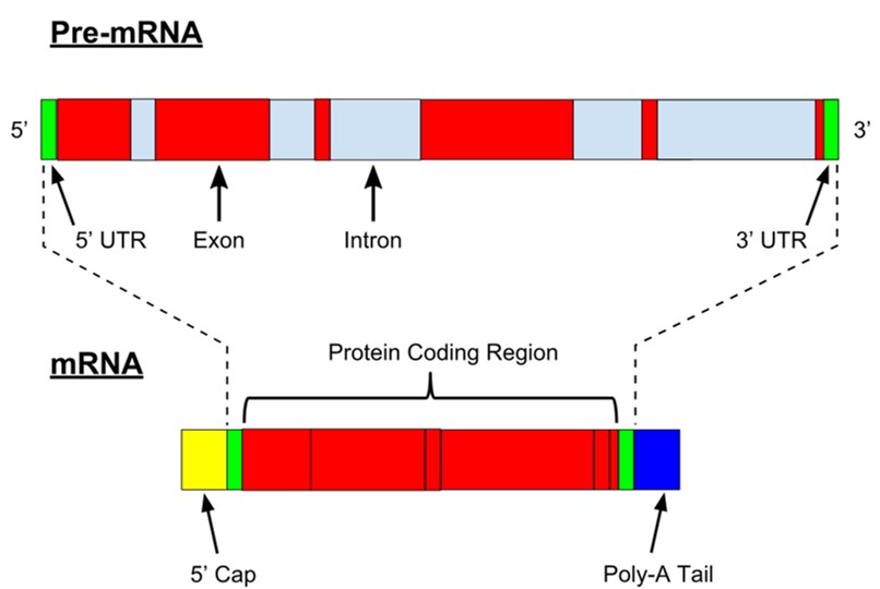 Via splicing wordt pre-messenger RNA (pre-mRNA) omgezet naar messenger RNA (mRNA). De exonen bevatten de genetische informatie voor het maken van het eiwit, de zogenaamde coderende sequentie (CDS, hierboven weergegeven in rood). Het eerste en laatste deel van de exonsequentie codeert niet voor het eiwit; deze delen vormen de 3’ untranslated region (UTR) en de 5’ UTR.