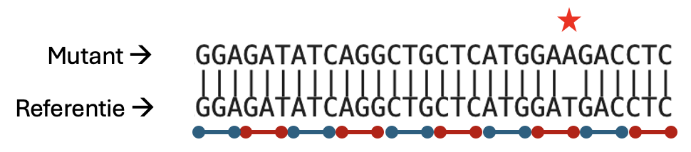 Een deel van de alignment van het mutante ACSL1 met de referentiesequentie. De mutatie en de codons zijn hierin aangegeven.