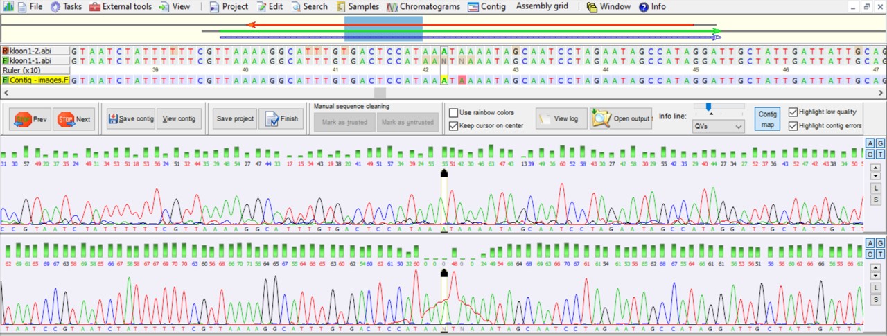 Voorbeeld van een DNA chromatogram met daarin de kwaliteitsscores voor de Sanger sequencing.