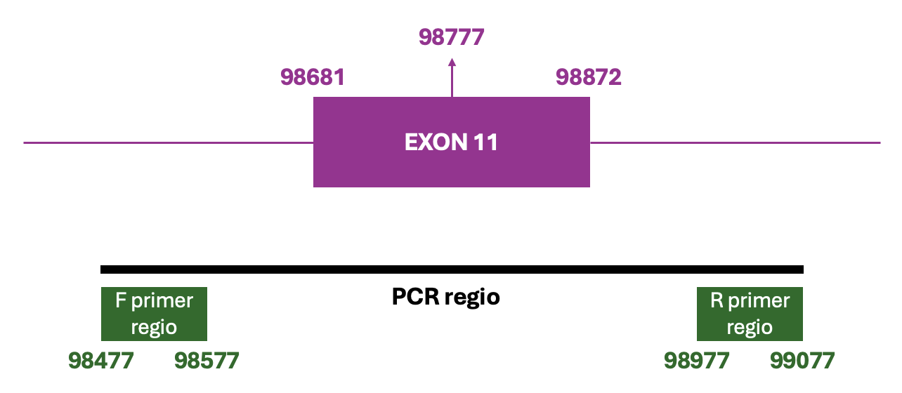 Hierboven zijn de verschillende coördinaten weergegeven die gebruikt worden voor het ontwerpen van primers voor exon 11 van het CFTR gen. Exon 11 start bij positie 98681 en eindigt bij positie 98872 op de NCBI sequentie NG_016465.4. Het midden van het exon is op positie 98777. Voor de forward primer definiëren we een zoekgebied van 100 basen tussen positie 98477 en 98577. Voor de reverse primer definiëren we een zoekgebied van 100 basen tussen positie 98977 en 99077.