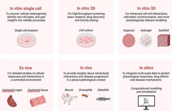 Verschillende type modelsystemen. [Bron]( https://www.preprints.org/manuscript/202408.0682/v1)