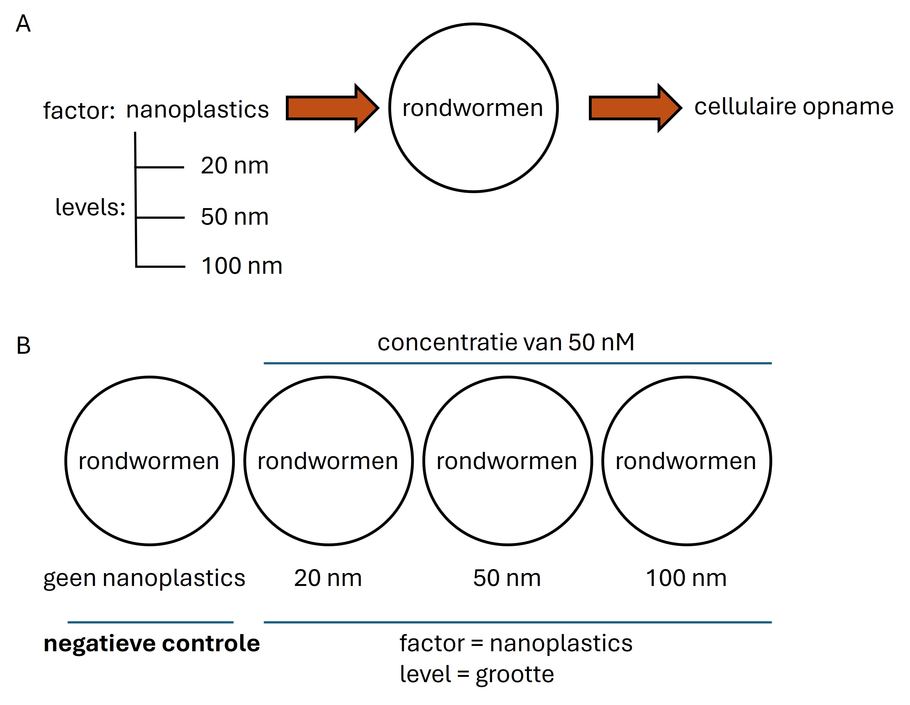 (**A**) De behandeling bestaat uit nanoplastics (=factor) met een grootte van 20, 50 en 100 nm (=levels) die in dezelfde concentraties (50 nM) worden toegevoegd aan de proefobjecten (**B**) het aantal experimentele condities bestaat uit de experimentele behandelingen + een groep die de behandeling niet krijgt (=negatieve controle)