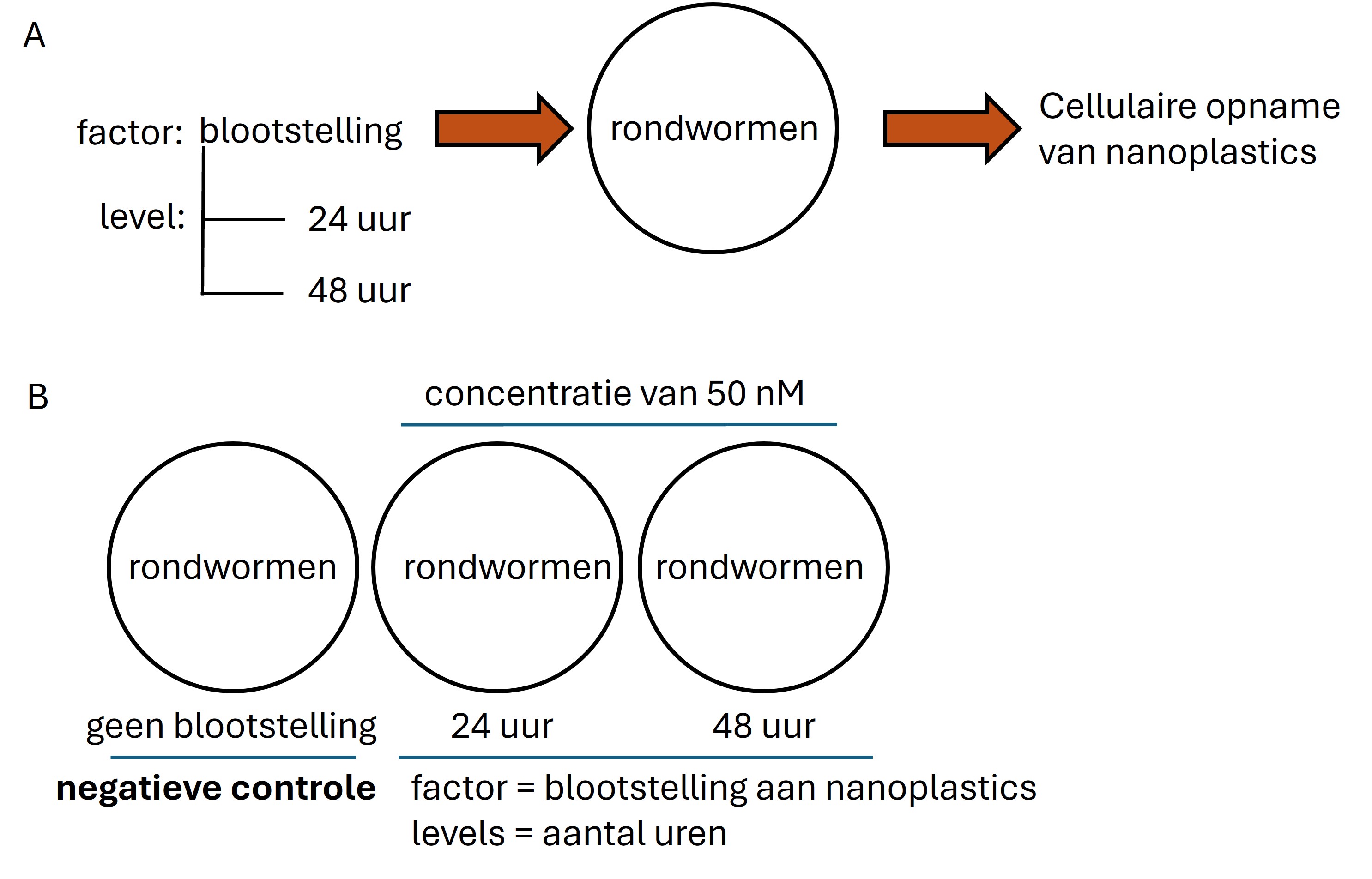 (**A**) De behandeling bestaat uit blootstelling aan nanoplastics (=factor) voor een duur van 24 en 48 uur (=levels) (**B**) het aantal experimentele condities bestaat uit de behandelingen + een groep die de behandeling niet krijgt (=negatieve controle)