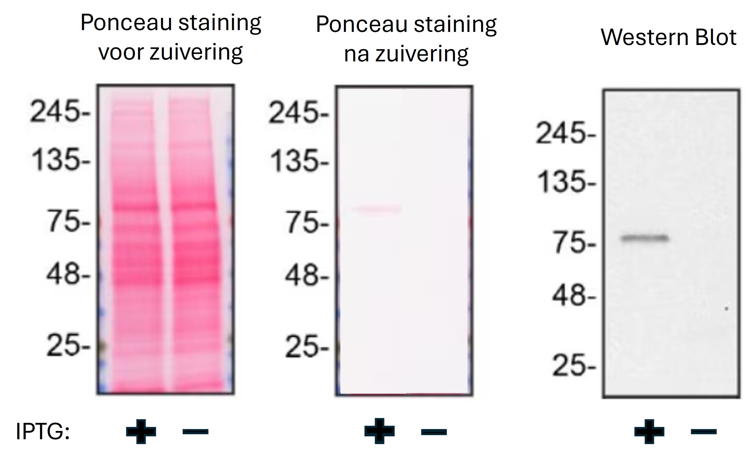 Verwachtte resultaten na eiwitzuivering met een nikkel kolom