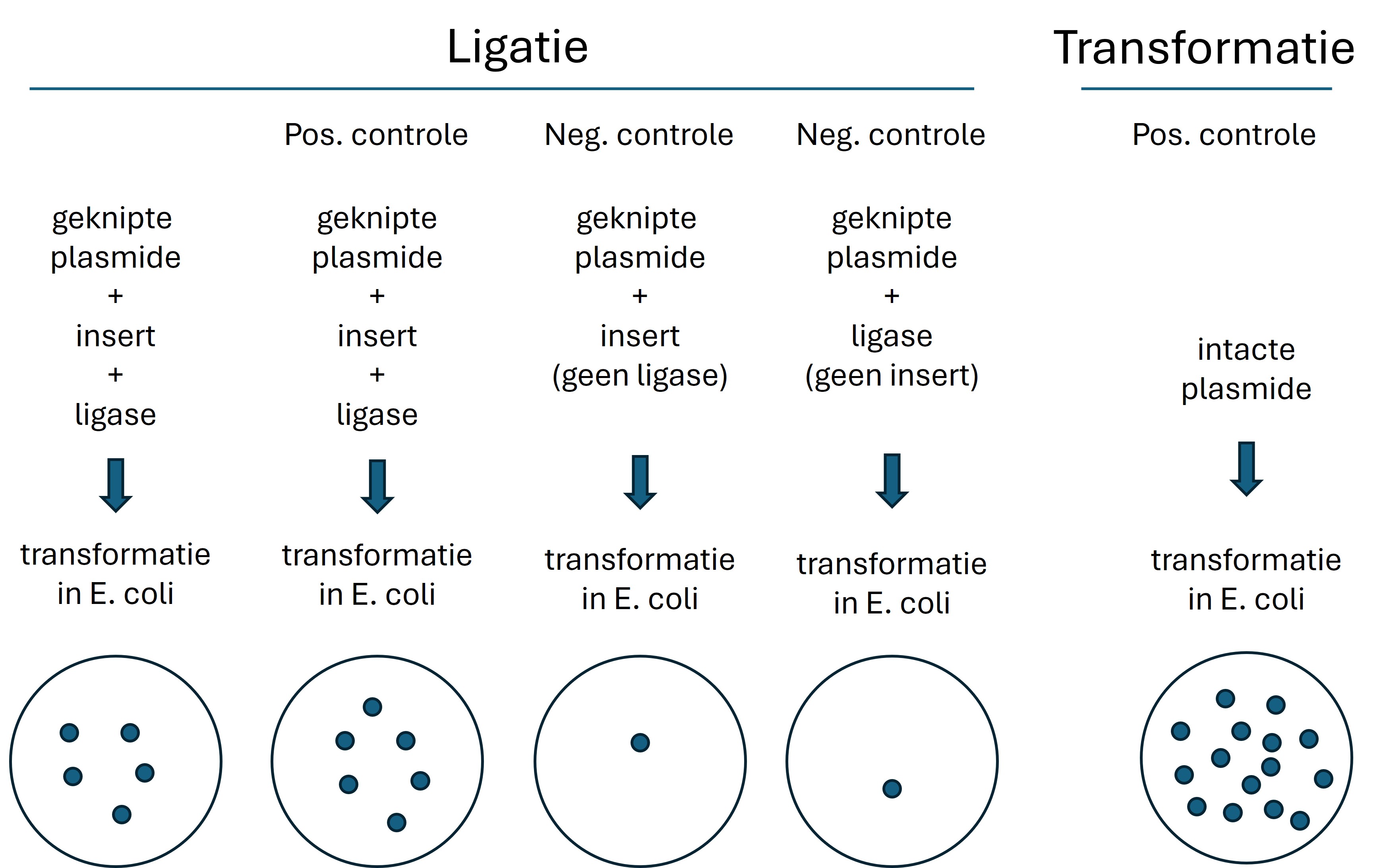 Positieve en negatieve controles in ligatie en transformatie assays