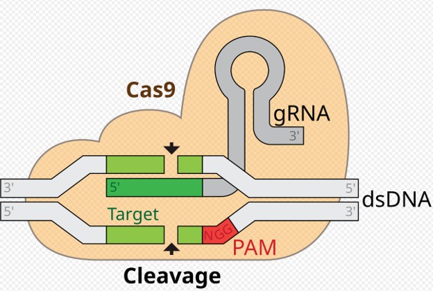 [CRISPR-Cas9](https://en.wikipedia.org/wiki/CRISPR_gene_editing)
