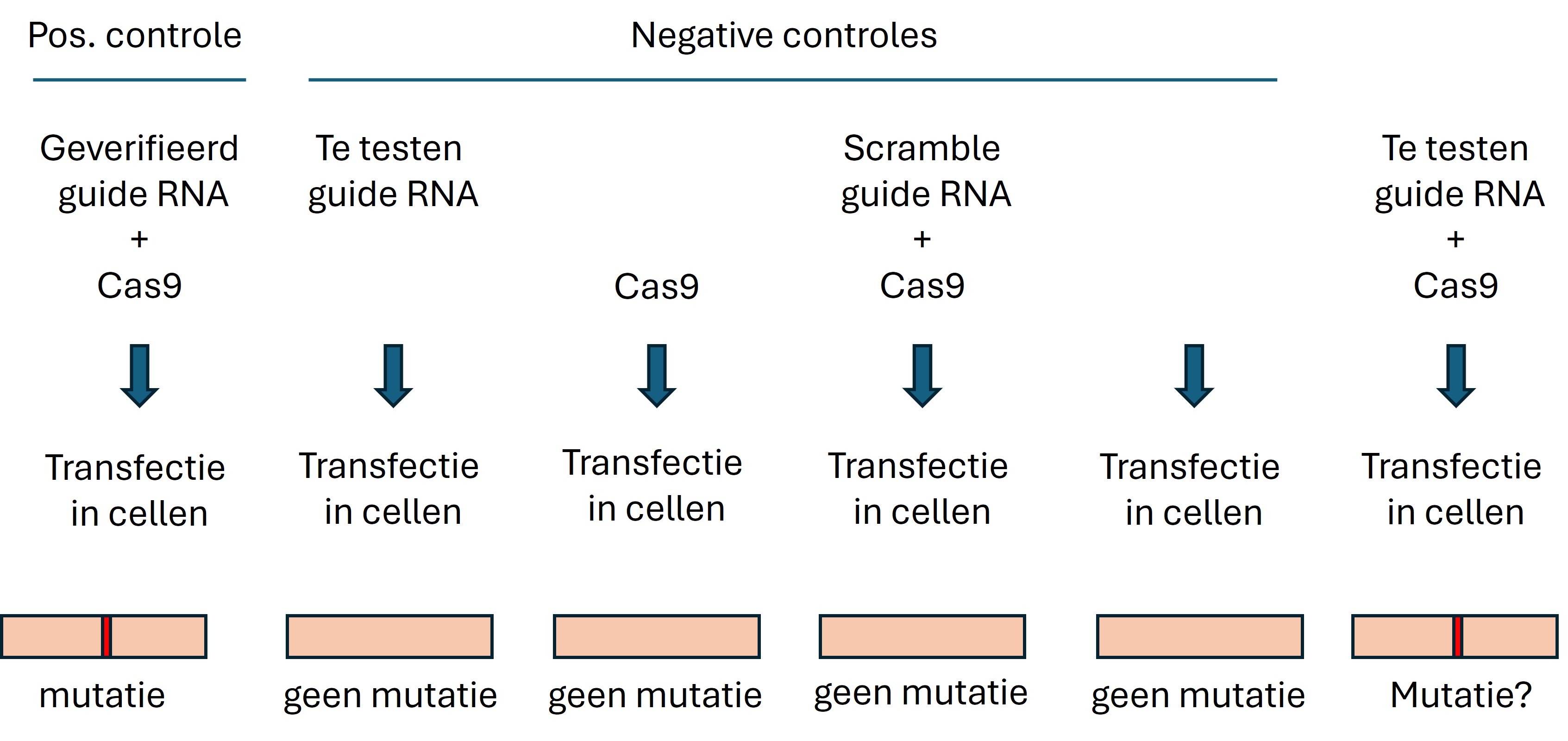 Controles voor een CRISPR-Cas9 experiment