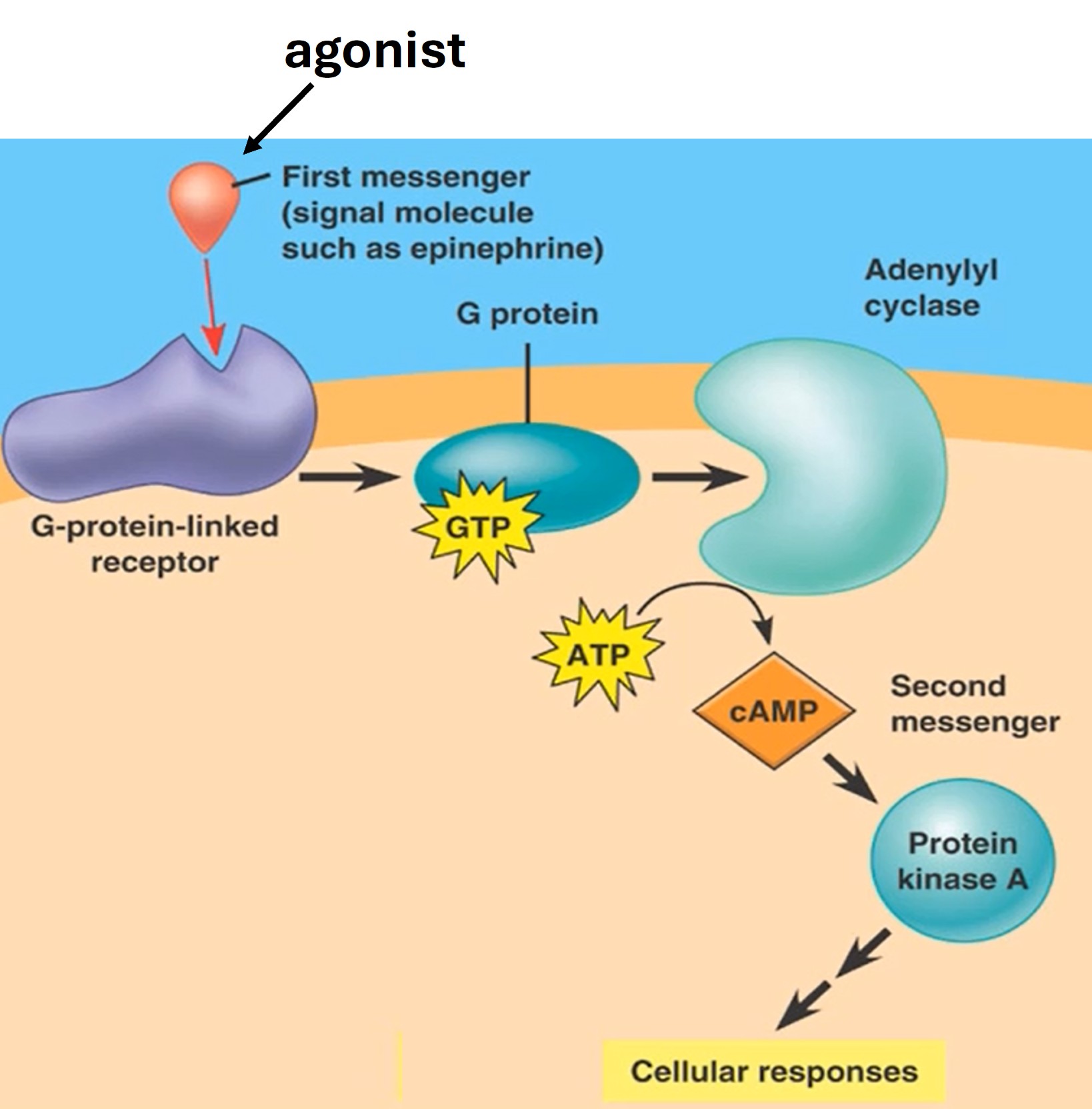 Signaalroute van GCPR