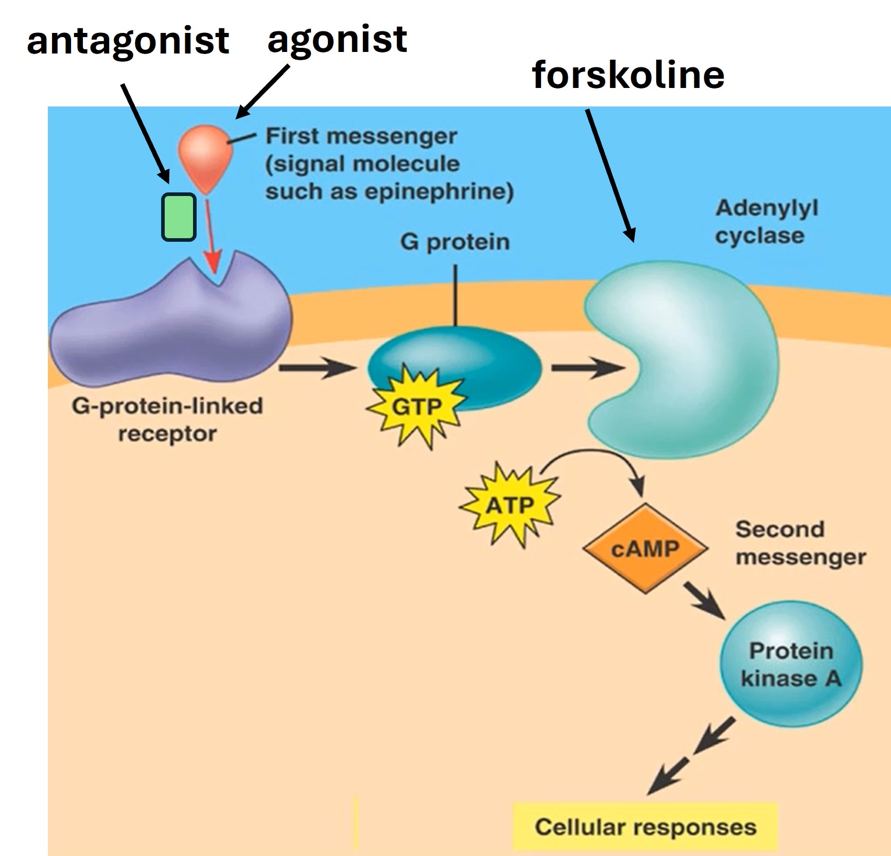 Signaalroute van GCPR + antagonist en forskoline