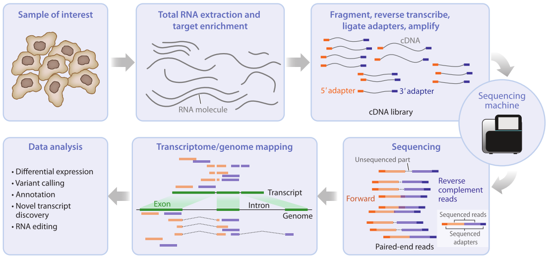 Figuur 1. De verschillende stappen van de RNA-seq workflow. Dit figuur is afkomstig uit Van der Berge et al. Annu. Rev. Biomed. Data Sci. 2019. 2:139–73.